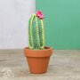 Haakpakket - Cacti
